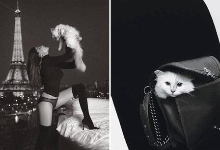 Choupette xuất hiện trong nhiều bộ ảnh thời trang của ông 