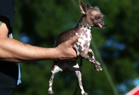 Chú chó Roman trụi lông