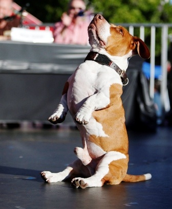 Walle thể hiện mản nhảy khá ấn tượng