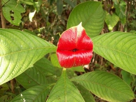Loài hoa có tên “đôi môi gái gọi” - 3 An Tử