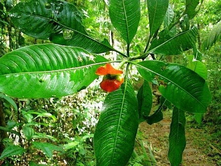 Loài hoa có tên “đôi môi gái gọi” - 4 An Tử
