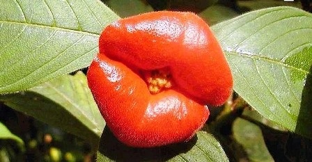 Loài hoa có tên “đôi môi gái gọi” - 6 An Tử