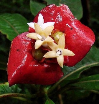 Loài hoa có tên “đôi môi gái gọi” - 10 An Tử