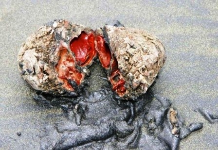 Pyura chilensis chỉ xuất hiện ở bờ biển Peru và Chile