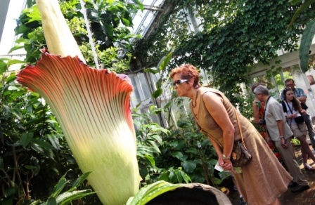 Mùi đặc trưng của loài hoa này đã thu hút rất nhiều những “vị khách”