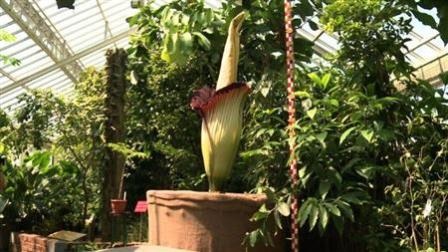 Nhiều người kéo đến xem “Hoa xác chết” nở