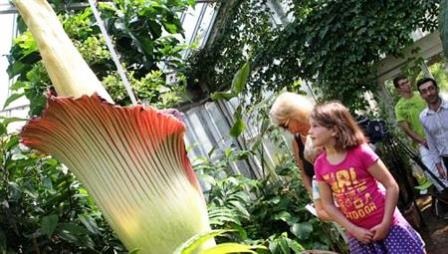 Nhiều người kéo đến xem “Hoa xác chết” nở