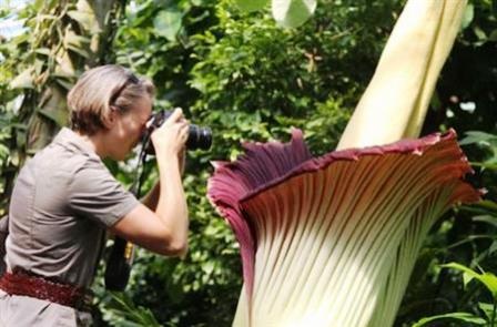 Nhiều người kéo đến xem “Hoa xác chết” nở