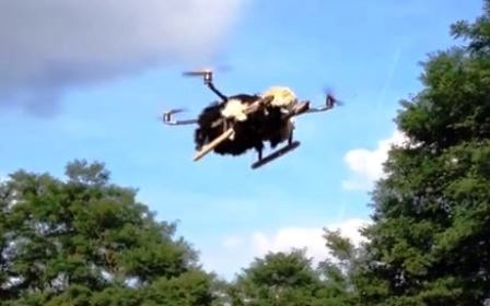 Chú đà điểu bay đầu tiên trên thế giới