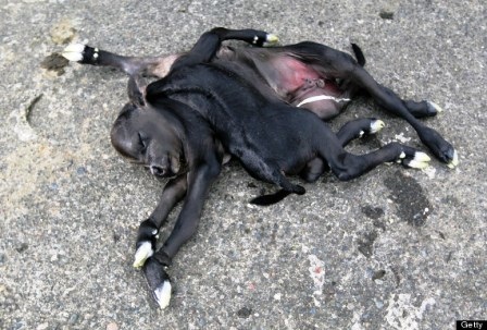 Anh Neil Davy, một nông dân làm nghề nuôi bò sữa ở New Zealand chia sẻ với tờ