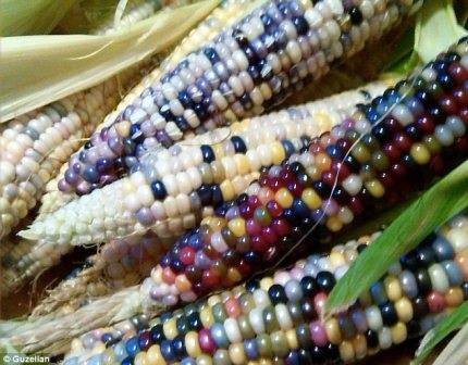 Bắp ngô nhiều màu sắc - 13 Loại ngô này cũng có thể dùng để làm bỏng ngô hoặc xay bột