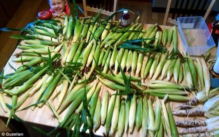 Bắp ngô nhiều màu sắc - 16 Lớp áo bên ngoài có một màu xanh duy nhất nhưng bên trong lại là những hạt ngô đa sắc màu