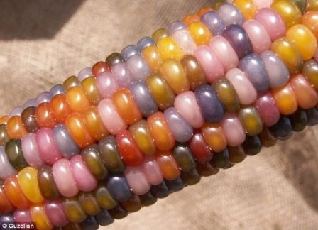 Bắp ngô nhiều màu sắc - 9 Giống ngô này rất được nhiều người ưu chuộng vì đặc tính khác biệt của nó