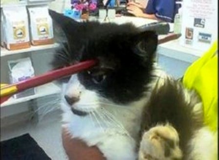 Chú mèo Moo Moo bị mũi tên bắn xuyên qua đầu.