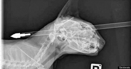 Mặc dù bị bắn xuyên qua đầu nhưng may mắn không ảnh hưởng đến tính mạng.