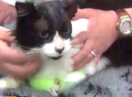 Vết thương của Moo Moo đang dần bình phục.