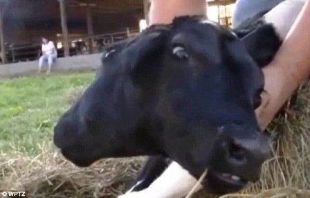 Chú bê có 2 chiếc đầu