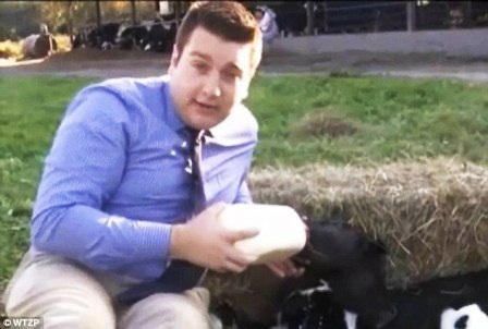 Một phóng viên đang cho bê uống sữa