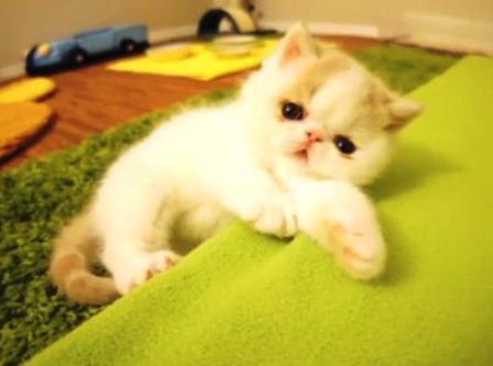 Chú mèo con sủa tiếng chó