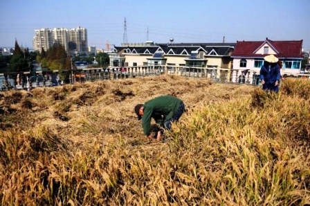 Lúa chín vàng ruộm trên mái nhà - 3 Tầng thượng của ngôi nhà cách mặt đất hơn 12 mét, và với diện tích chỉ 129 mét vuông, ông