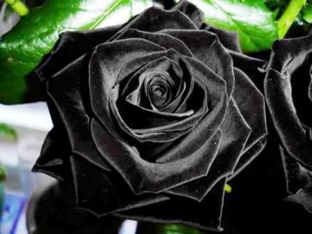 Hoa hồng đen là loại hoa mang sắc đen đầy uẩn khúc và cô độc, nhưng chính sự độc đáo và sự bí ẩn này đã khiến cho nó trở thành biểu tượng của sự cao quý. Hãy đến và xem hình ảnh về hoa hồng đen và tìm hiểu thêm về vẻ đẹp riêng biệt của nó.