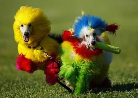 Những chú chó có bộ lông sặc sỡ