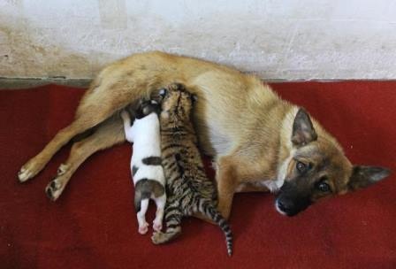 Chó nhận hổ làm con