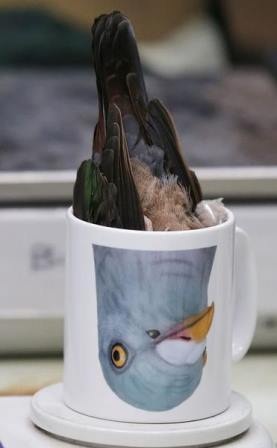 Chú chim chúi đầu vào một chiếc ly có in hình chim