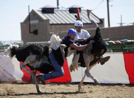 Thi cưỡi đà điểu