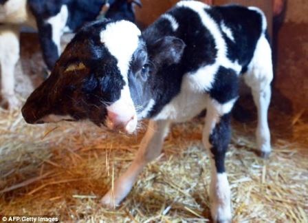 Đây không phải là trường hợp dê 2 đầu đầu tiên trong những năm gần đây.