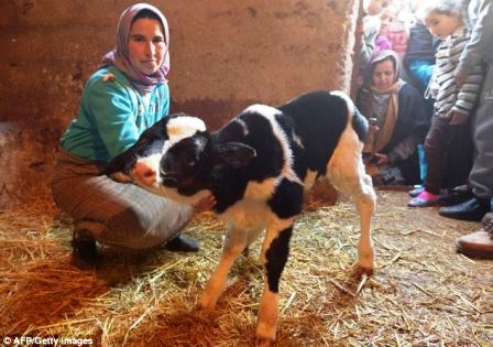 Chú bê con chào đời với 2 đầu.