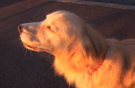 Chó nhái tiếng còi báo động