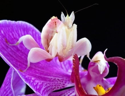 Cận cảnh loài bọ ngựa phong lan tuyệt đẹp