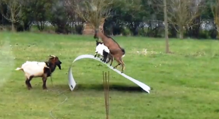 Đàn dê “nghịch” cầu bấp bênh