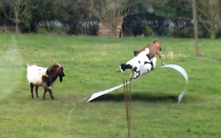 Đàn dê “nghịch” cầu bấp bênh