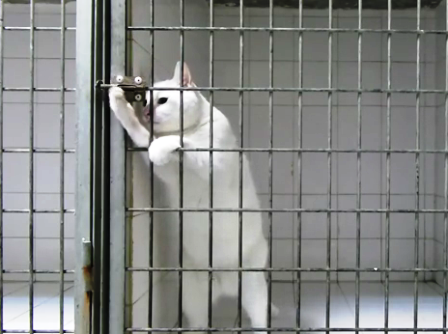 Chú mèo thông minh biết mở cửa lồng sắt
