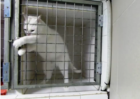 Chú mèo thông minh biết mở cửa lồng sắt