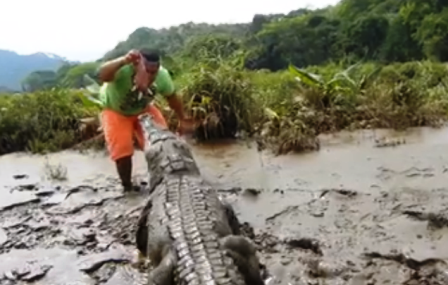 Thót tim xem cảnh mớm mồi cho cá sấu