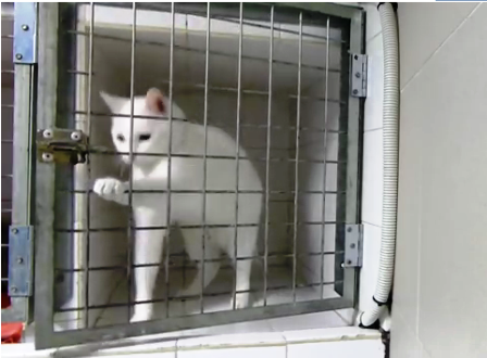 Chú mèo thông minh biết mở cửa lồng sắt