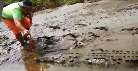 Thót tim xem cảnh mớm mồi cho cá sấu