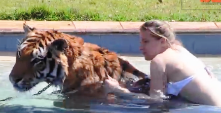 Choáng với kiểu chơi nuôi hổ làm thú cưng