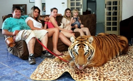 Choáng với kiểu chơi nuôi hổ làm thú cưng