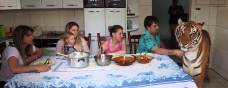 Choáng với kiểu chơi nuôi hổ làm thú cưng