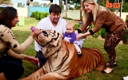 Choáng với kiểu chơi nuôi hổ làm thú cưng