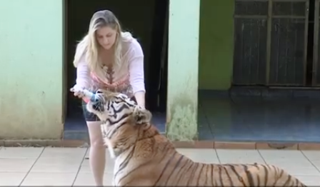 Choáng với kiểu chơi nuôi hổ làm thú cưng