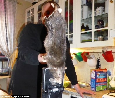 Bắt được chuột khổng lồ gặm thủng tường bê tông