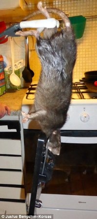 Bắt được chuột khổng lồ gặm thủng tường bê tông