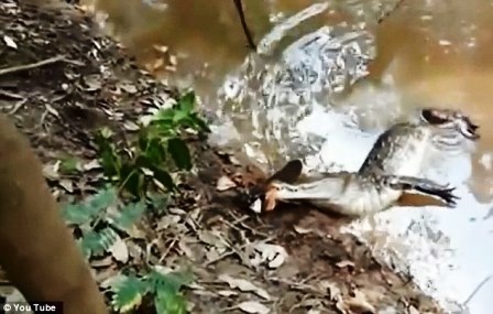 Xem cá sấu bị lươn điện “hạ gục” trong chốc lát