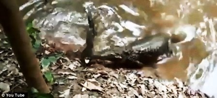 Xem cá sấu bị lươn điện “hạ gục” trong chốc lát