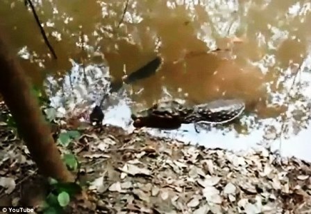 Xem cá sấu bị lươn điện “hạ gục” trong chốc lát